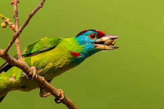 Colorful bird tree branch worm - its mouth free wallpaper