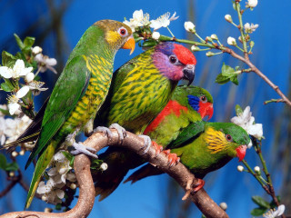 Colorful birds branch white flowers - a branch of a tree free wallpaper