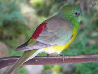 Colorful bird perched branch forest - upper body free wallpaper