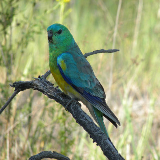 Blue yellow bird branch grass - blue free wallpaper