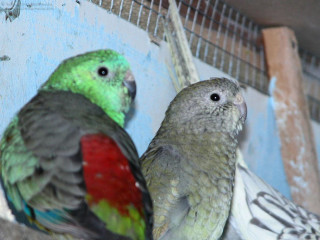 Two birds sitting perch cage - the other free wallpaper