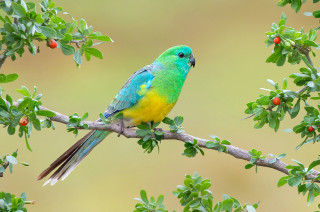 Colorful bird perched branch tree - berry free wallpaper