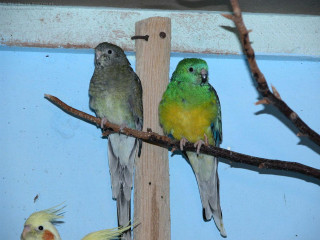 Two birds perched branch cage - upper body free wallpaper