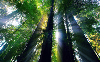 Forest sunlight trees bench lake - tall tree free wallpaper