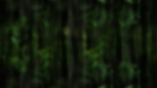 Blurry forest bird flying air - forest free wallpaper