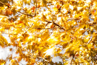 Tree yellow leaves white sky - andor basch free wallpaper