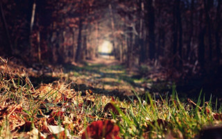 Path woods leaves grass trees - the ground and grass free wallpaper