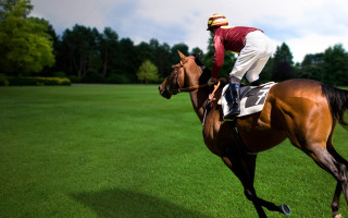 Jockey horse green field trees - a horse free wallpaper