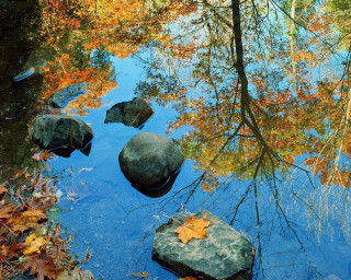 Creek rocks leaves tree reflection - the rock free wallpaper