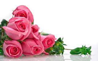 Pink roses table white surface - pink rose free wallpaper
