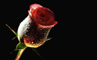 Rose water droplets black background - a single rose free wallpaper