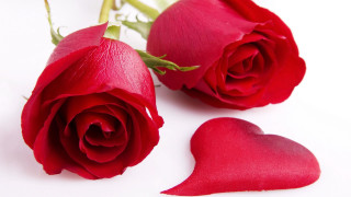 Red roses heart stem white 3 - a red rose free wallpaper