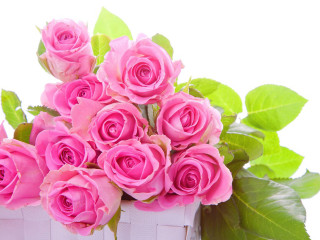 Pink roses white basket green - pink rose free wallpaper