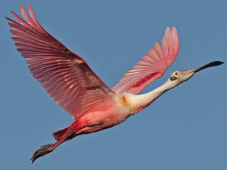 Large bird long neck flying - ecological art free wallpaper