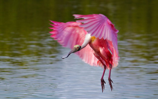 Pink bird flying over water - a pink bird free wallpaper