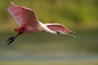 Pink bird flying over water 2 - a pink bird free wallpaper