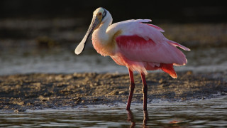 Pink bird long beak standing - a pink bird free wallpaper