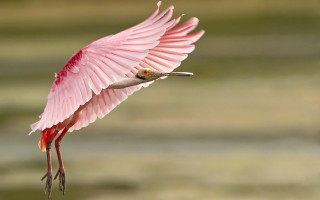 Pink bird flying water land - a pink bird free wallpaper