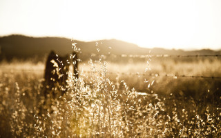Person standing field tall grass - the sun free wallpaper