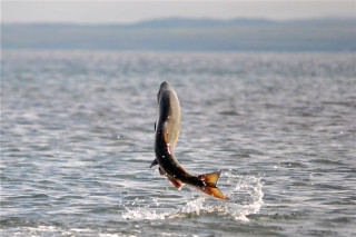 Jumping fish catching fish mouth - mouth free wallpaper