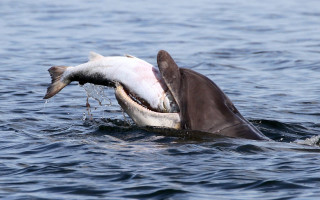 Shark fish mouth open water - alexander johnston free wallpaper
