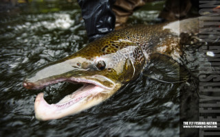 Fish mouth open man holding - fish eye free wallpaper