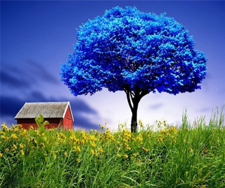 Tree red house blue sky 2 - david brewster free wallpaper