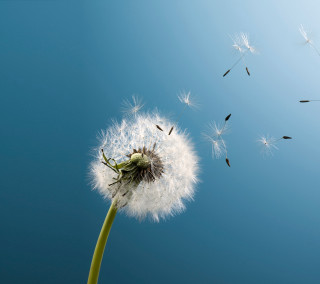Dandelion blowing wind blue sky 2 - a blue sky background free wallpaper