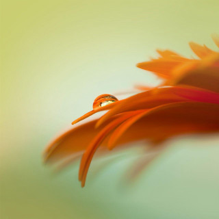 Flower closeup blurry background water - macro photography free wallpaper