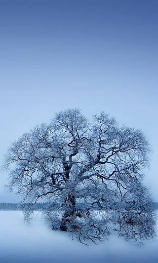 Lone tree snowy field blue 2 - a few bird free wallpaper