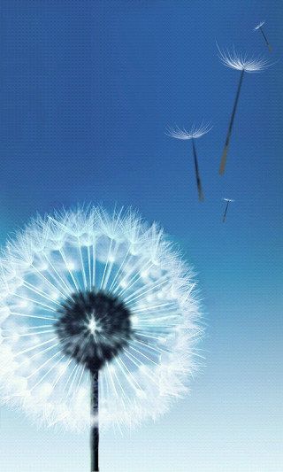 Dandelion flying seeds blue sky - a blue sky background free wallpaper
