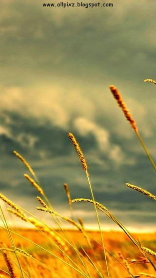 Tall grass cloudy sky power - cloudy free wallpaper