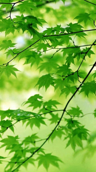 Green tree leaves blurry background - free nature wallpaper