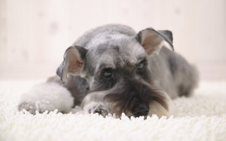 Dog laying white carpet stuffed - its mouth free wallpaper