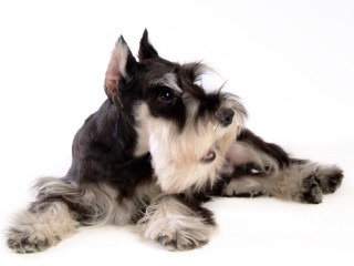 Dog laying white background head - felix octavius carr darley free wallpaper