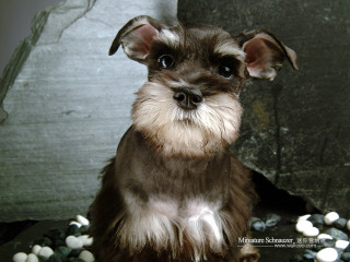 Small dog sitting on rocks - viennese actionism free wallpaper