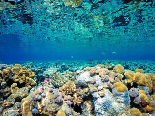 Coral reef fish swimming ocean - amano free wallpaper