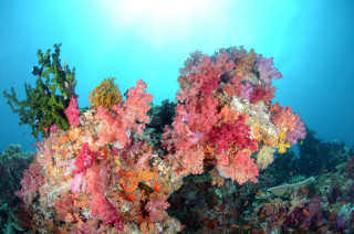 Colorful coral reef blue sky - domirinic fegallia free wallpaper