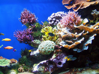 Large aquarium corals fish swimming - many free wallpaper