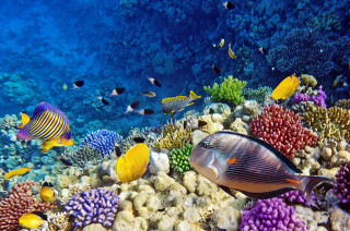 Colorful coral reef variety fish - ernst haeckel free wallpaper