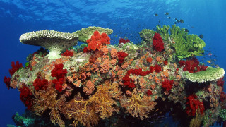 Coral reef variety corals seaweeds - a coral reef free wallpaper