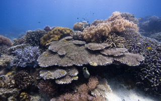 Coral reef fish swimming surface - underwater free wallpaper