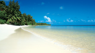 Beach palm trees sand ocean - the shore of the ocean free wallpaper