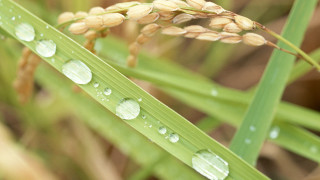 Plant water droplets leaves grass - a close up of a plant free wallpaper