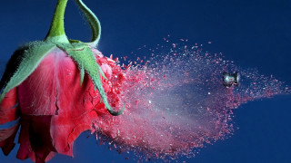 Flower water sprinkle bird flying - arie smit free wallpaper for desktop