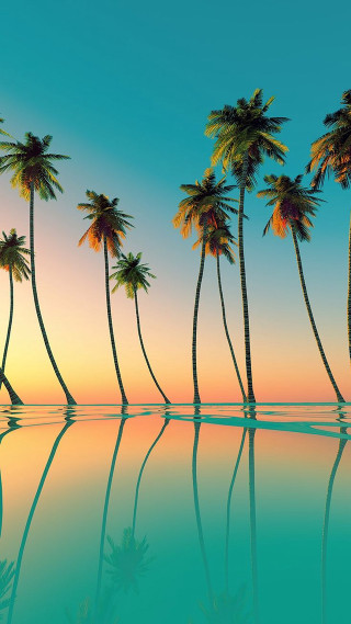 Palm trees water sunset reflection - sunset free wallpaper