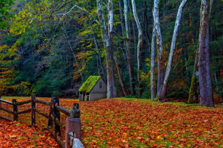 Fence forest leaves shed trees - american scene painting free wallpaper