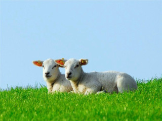 Two lambs sitting in grass - david dougal williams free wallpaper