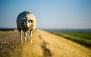 Sheep field sky background grass - a sheep free wallpaper