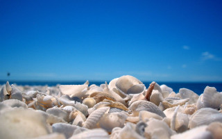 Shells beach blue sky boat - beach free wallpaper